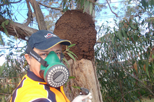 Termite nesting